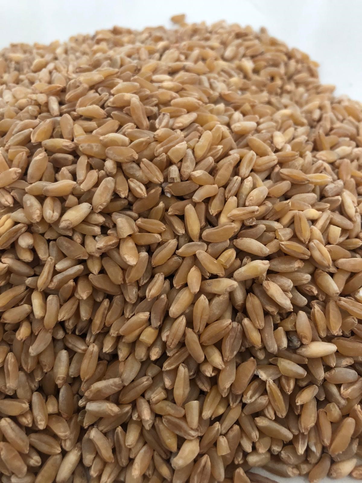 grano duro.jpg