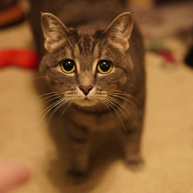 cat640x640.jpeg