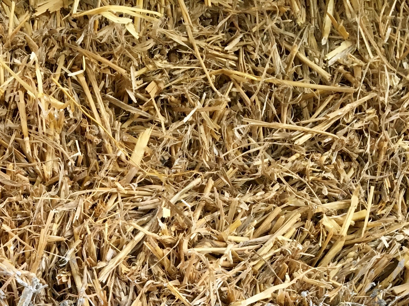 UK Straw picture.jpg