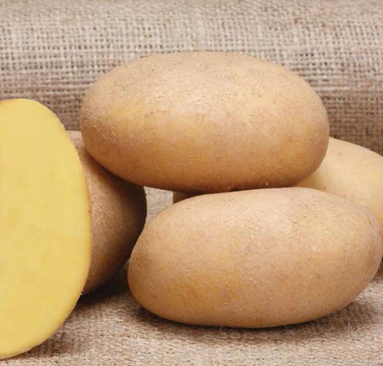 Seed Potato-Ürün Görseli1 (002).jpg